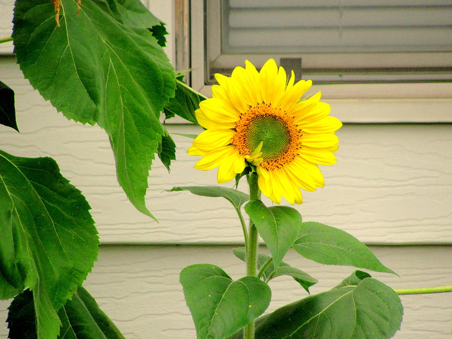 Sunflower Photograph - Little Late Bloomer by Amy Bradley