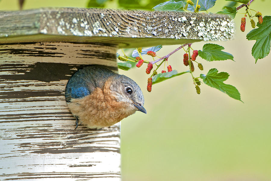 Little Mama Bluebird Photograph by Bonnie Barry