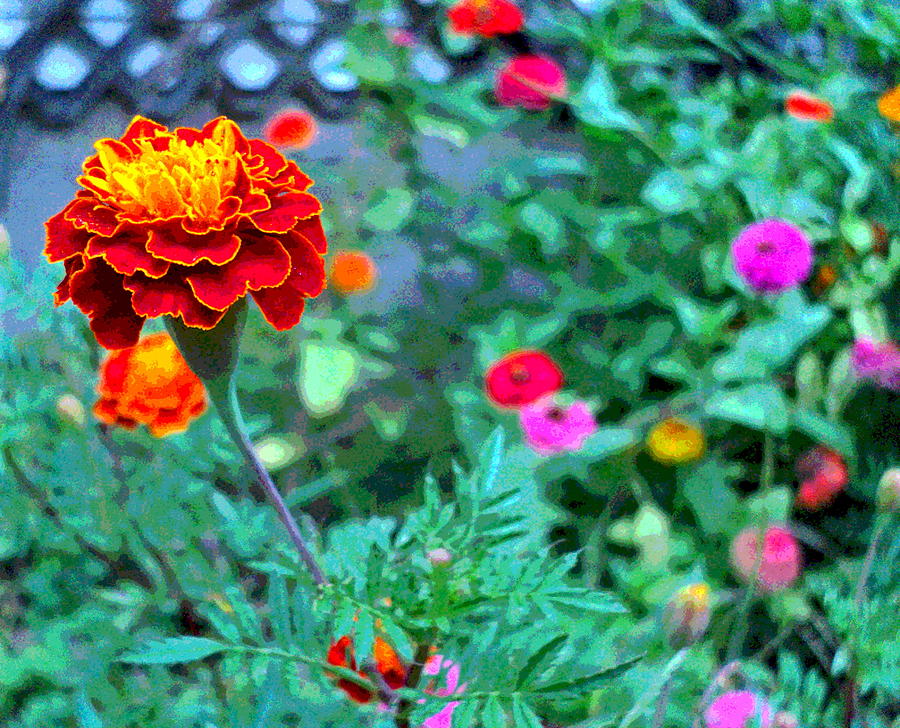 Little Marigold and Zinnia Flowers Photograph by Padre Art