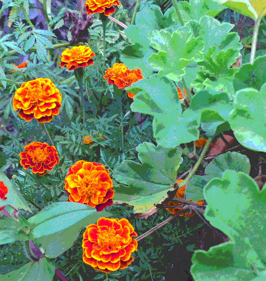 Flower Photograph - Little Marigold Flowers and Geranium Foliage by Padre Art