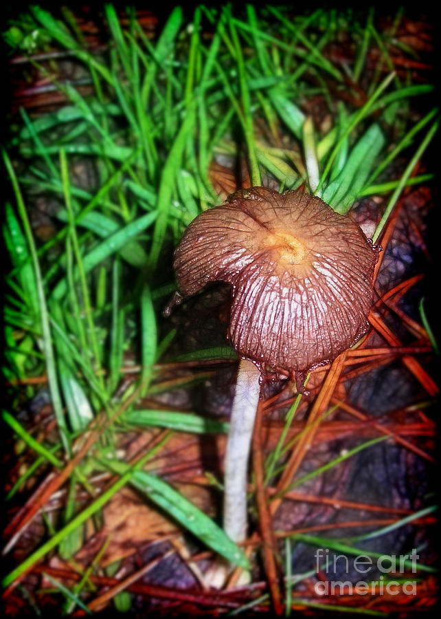 Little Mushroom Photograph by Judi Bagwell