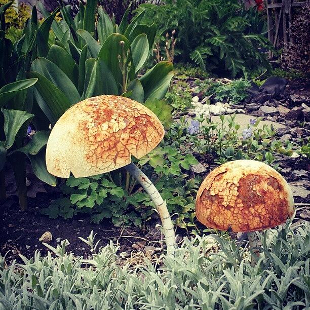 Mushroom Photograph - Little Mushrooms. I Dont Know Why But by Jess Gowan
