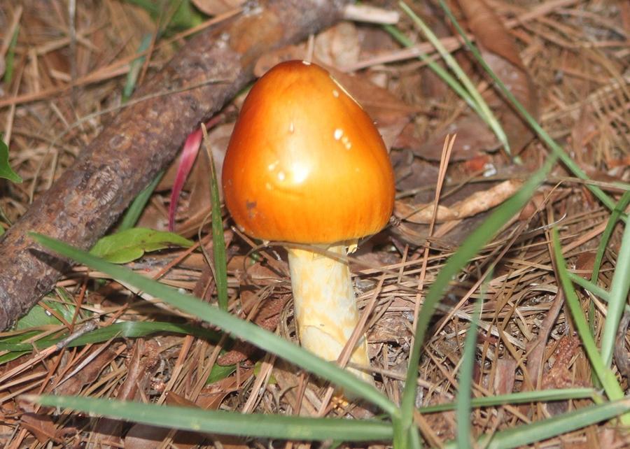 Little Orange Mushroom  Photograph by Jeanne Juhos
