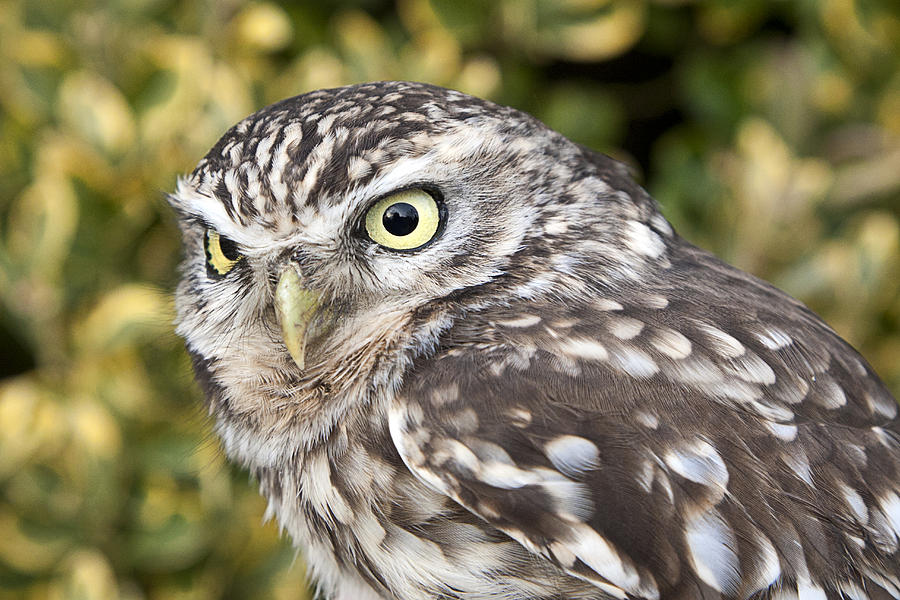 Little Owl (athene Noctua) Photograph by Roel Meijer