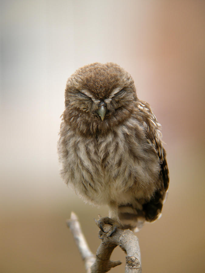 Little owl Photograph by Perry Van Munster