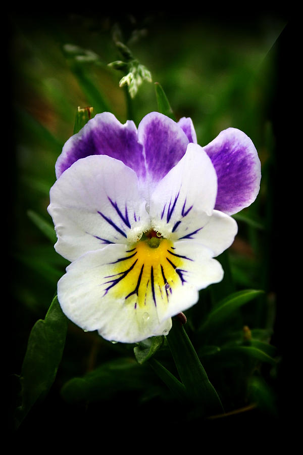 Little Pansy2 Photograph by Karen Harrison Brown