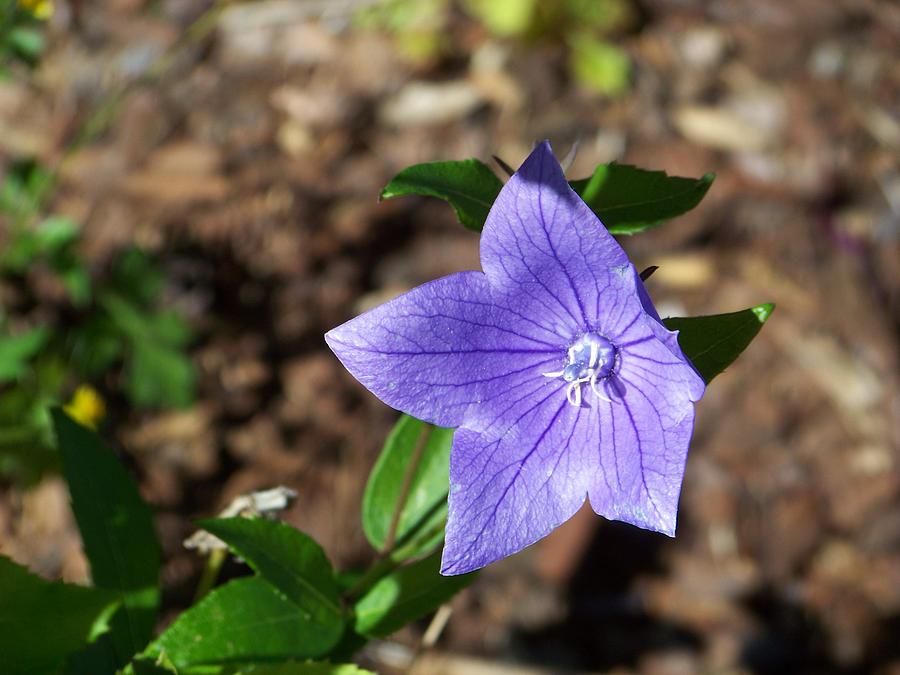 Little Purple Flower Photograph by Sherry Penson - Fine Art America