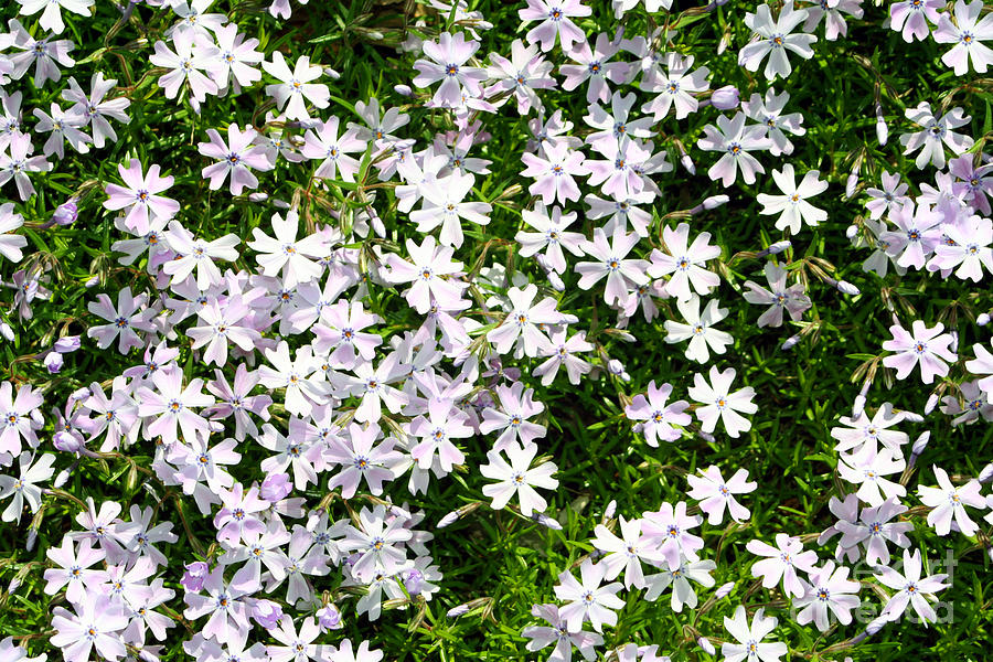 Little Purple Flowers Photograph by Susan Stevenson