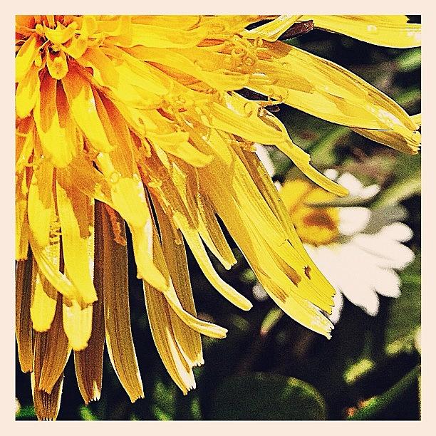 Summer Photograph - Little Ray Of Sunshine... #yellow by Robert Campbell