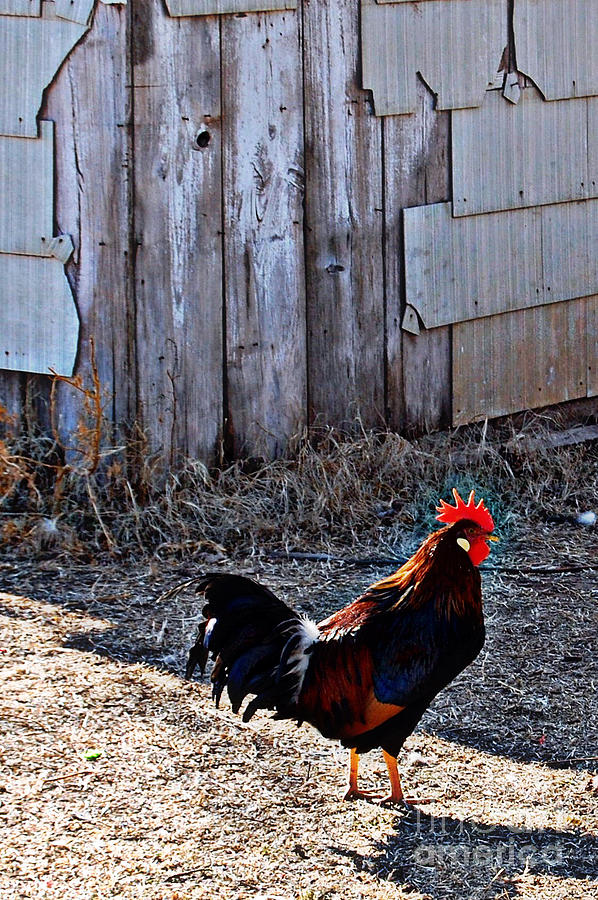 Rooster Photograph - Little Red Rooster by Anjanette Douglas
