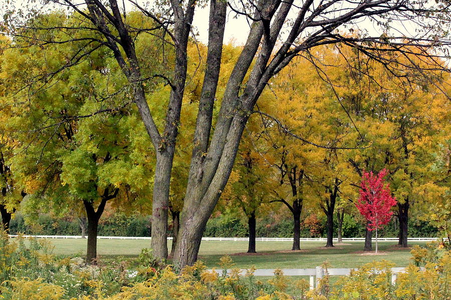 Little Red Tree by Rosanne Jordan