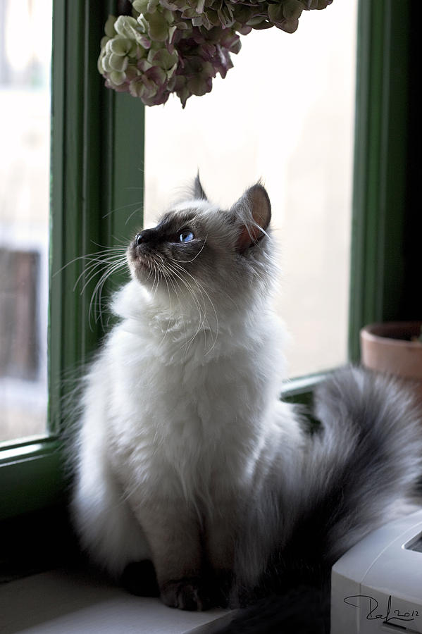 Little siberian kitty Photograph by Raffaella Lunelli