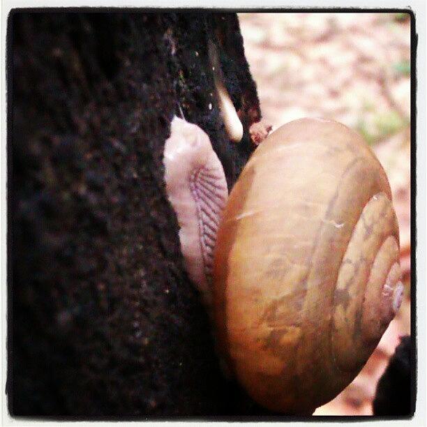 Nature Photograph - Little snail by Nawarat Namphon