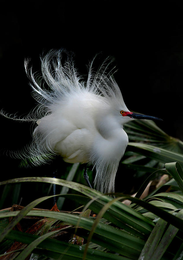 Egret Photograph - Little Snowy by Skip Willits