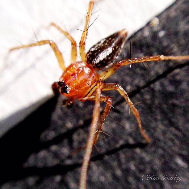Little Spider - Up Close Photograph by Kim Gourlay