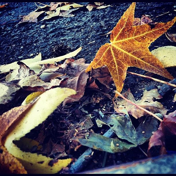 Nature Photograph - Little Star🌟🍁 by Claudia Gordon