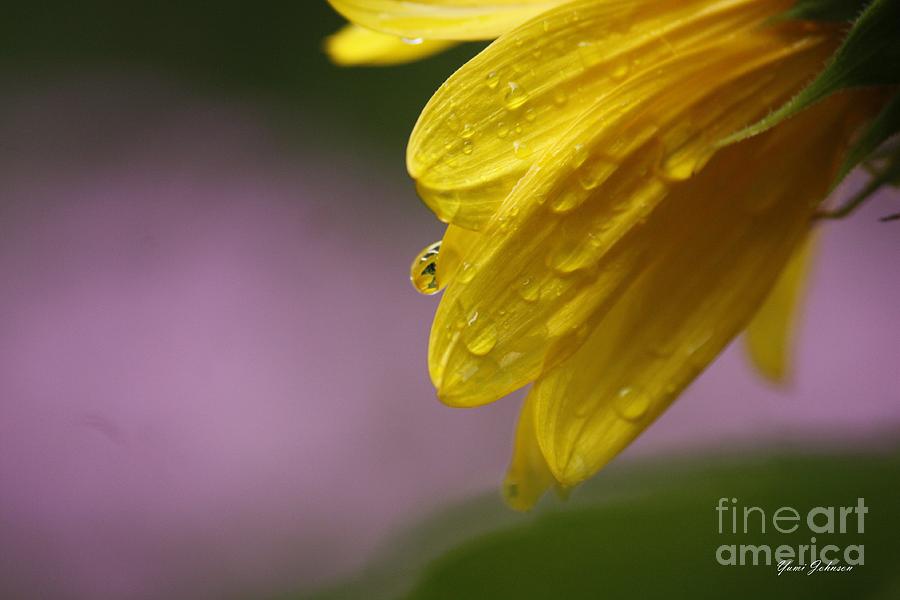 Little Sunflower Photograph by Yumi Johnson