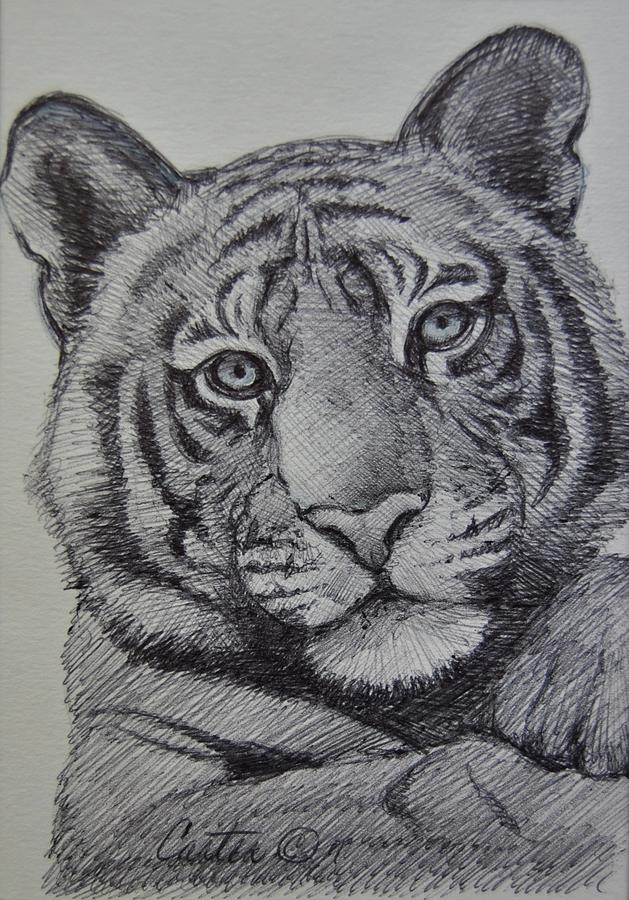 drawing realistic illustration of tiger Stock Photo - Alamy