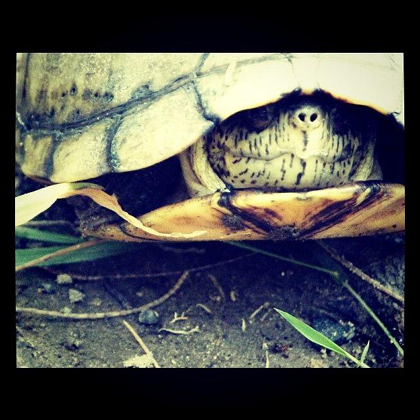 Turtle Photograph - Little Turtle :) by Elena Calvillo
