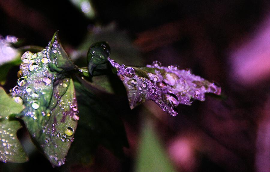 Nature Photograph - Little Water Drops by Jeff Swan