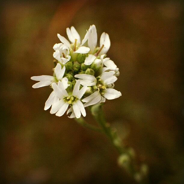 Flower Photograph - Little White Cluster by Joanna Boot
