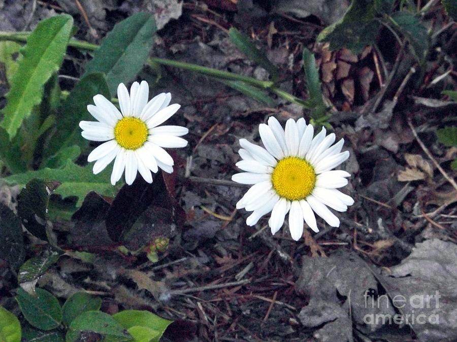 Little White Daisies Photograph by Charles Robinson