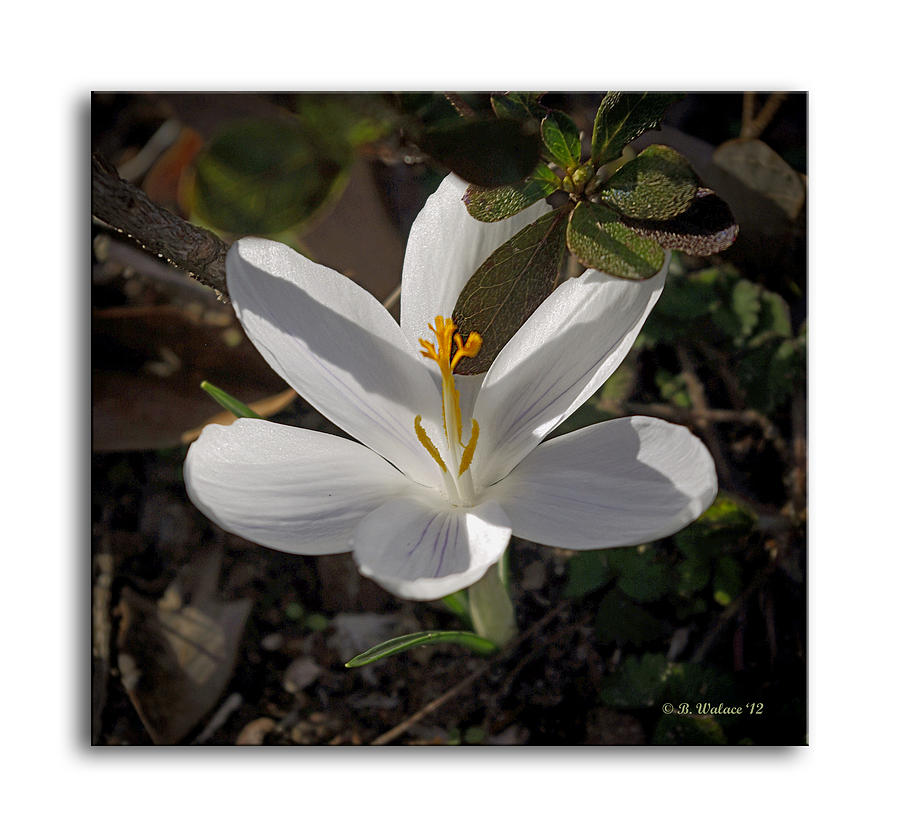 Little White Flower Photograph by Brian Wallace