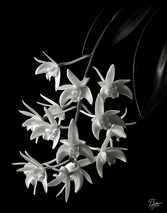 Little White Orchids in Black and White Photograph by Endre Balogh