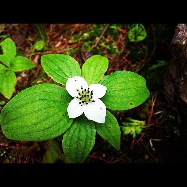 Little Wild Flower Photograph by Delisa Carnegie