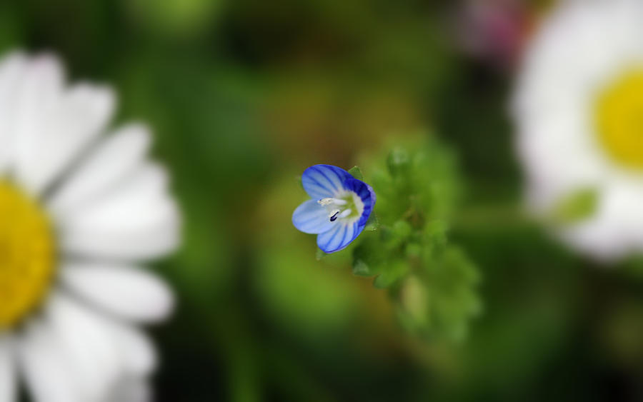 Flower Photograph - Little Wild Flower by Sebastian Condrea
