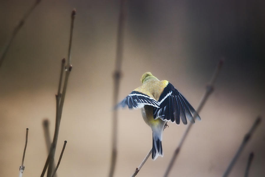 Birds Photograph - Little Wings by Susan Capuano Birds Photograph - Little Wings by Susan Capuano