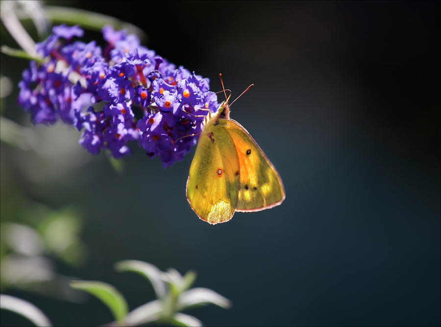 Little Yellow Butterfly Photograph by Robert Ullmann