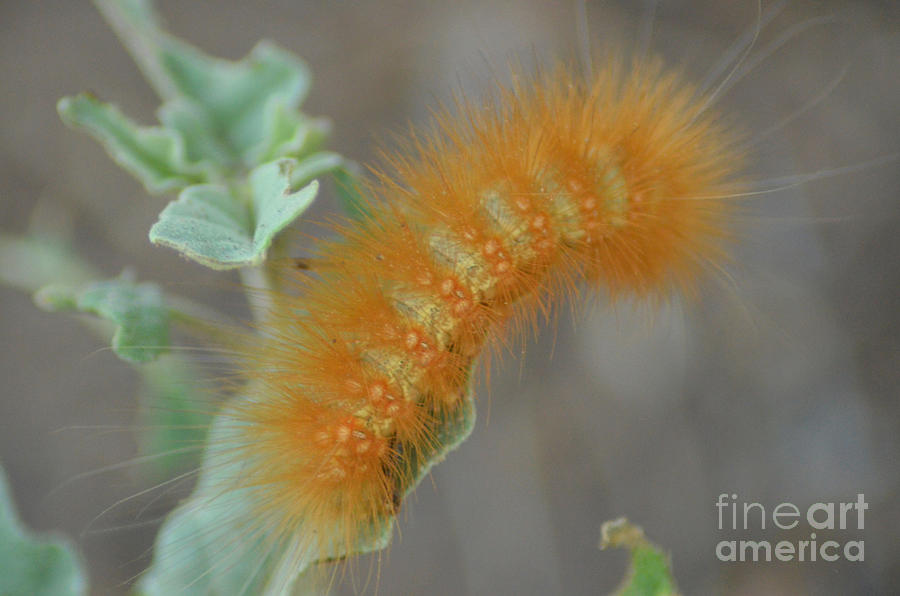 Little Yellow Caterpillar Photograph by Donna Greene
