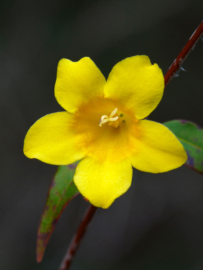 Little Yellow Flower Photograph by Terry Eve Tanner