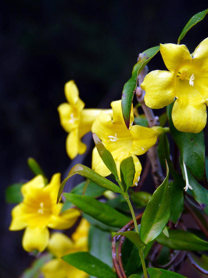 Flower Photograph - Little Yellow Flowers by Terry Eve Tanner