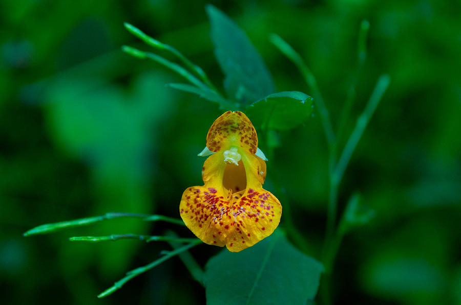 Little Yellow Jewelweed Photograph by Tikvahs Hope