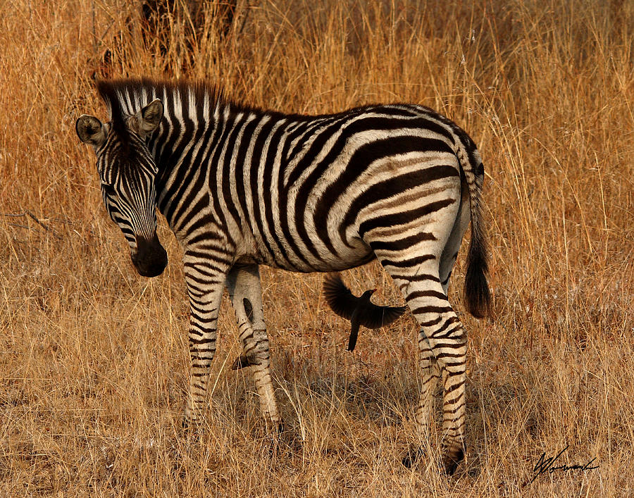 Little Zebra Photograph by Sarah Lalonde | Fine Art America