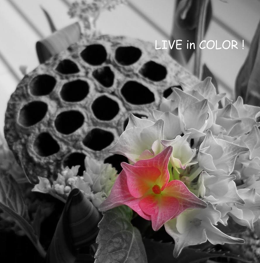 Live in Color II Photograph by Sian Lindemann