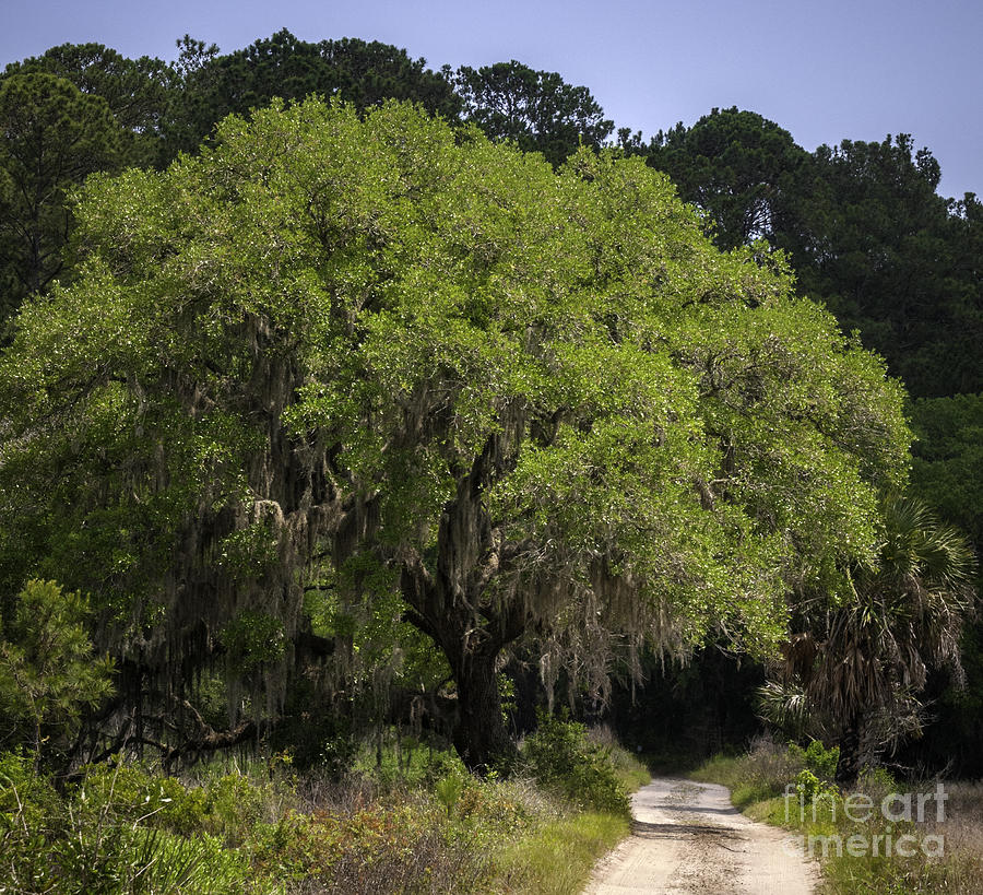 Live Oak and Road Photograph by David Waldrop