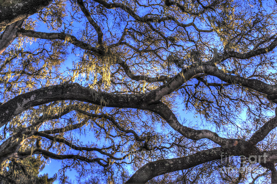 Tree Photograph - Live Oak Branches 2 by Morgan Wright