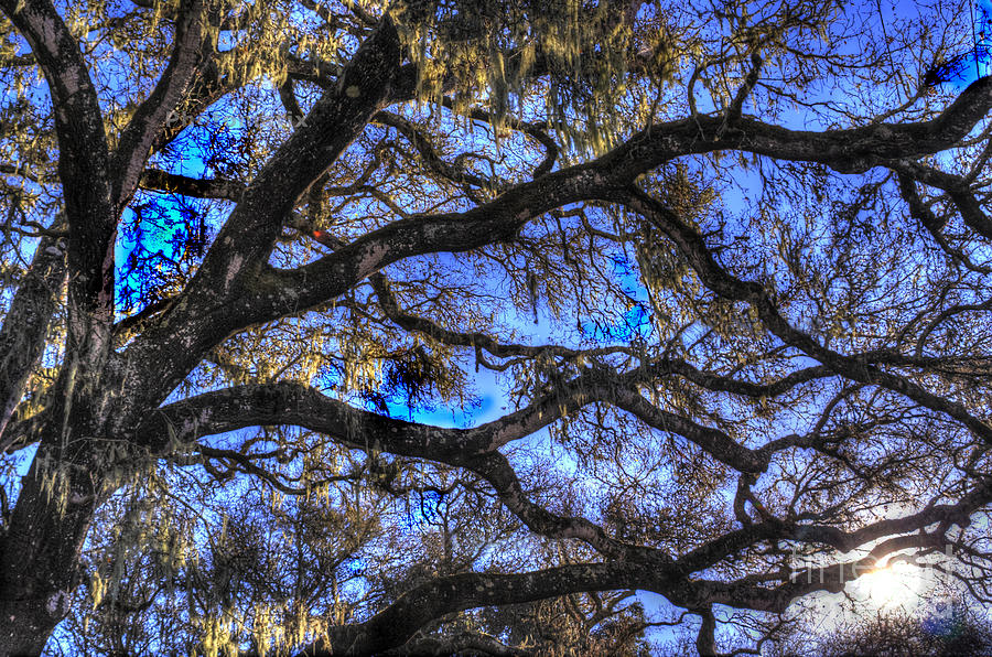 Live Oak Branches 3 Photograph by Morgan Wright