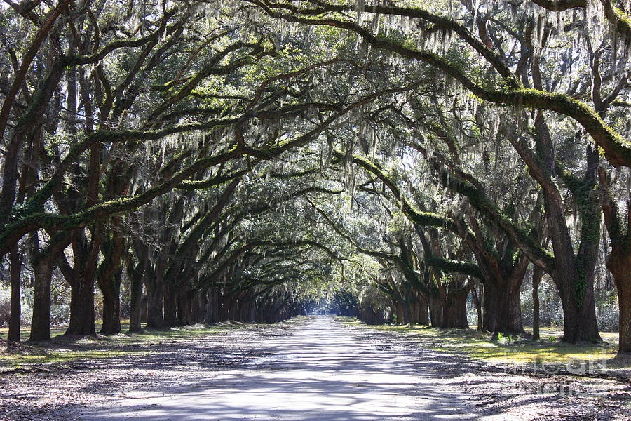 Live Oak Lane In Savannah by Carol Groenen