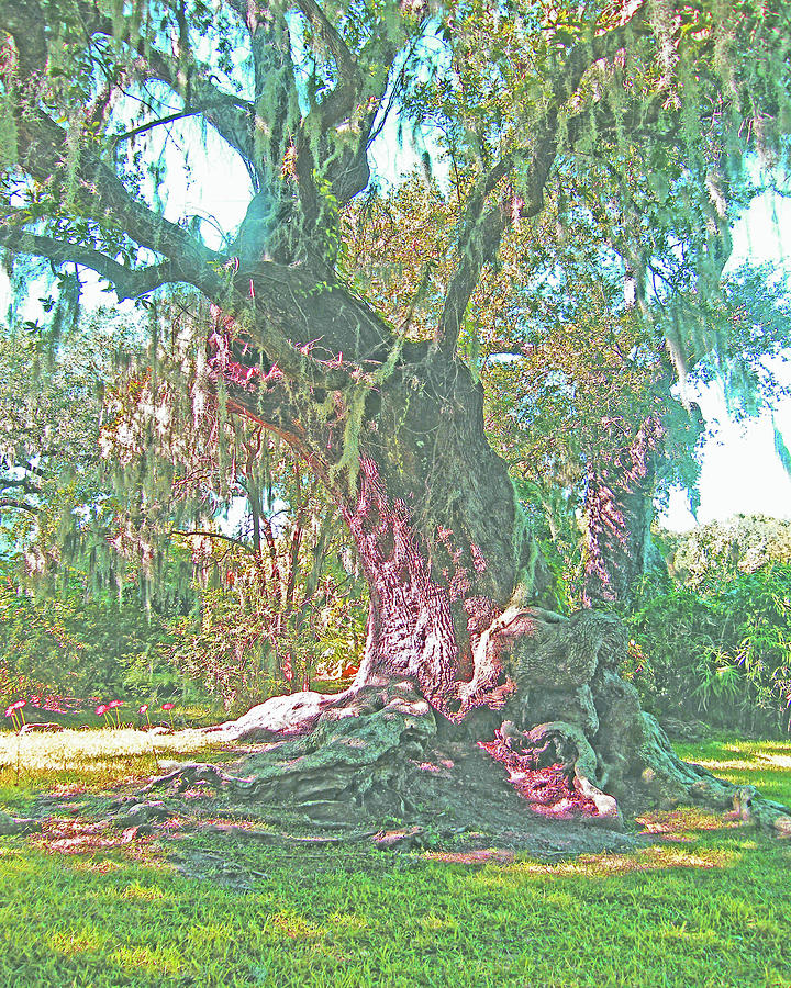 Tree Photograph - Live Oak on the Teche by Lizi Beard-Ward