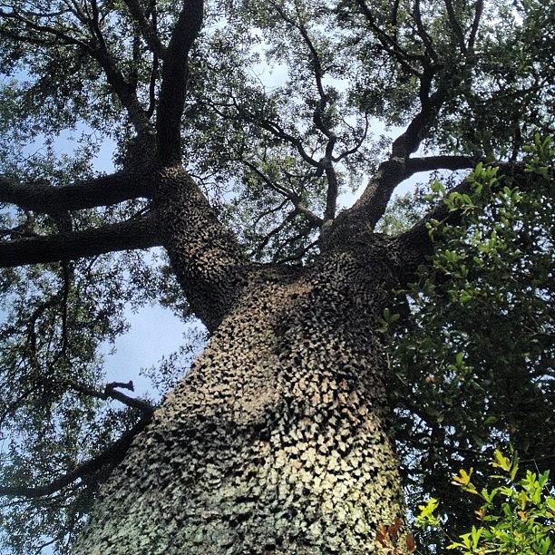 Nature Photograph - Live Oak Tree #tree #oak #iphoneonly by Molly Slater Jones