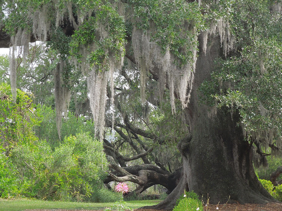 Live Oak With Moss Photograph by Peg Toliver