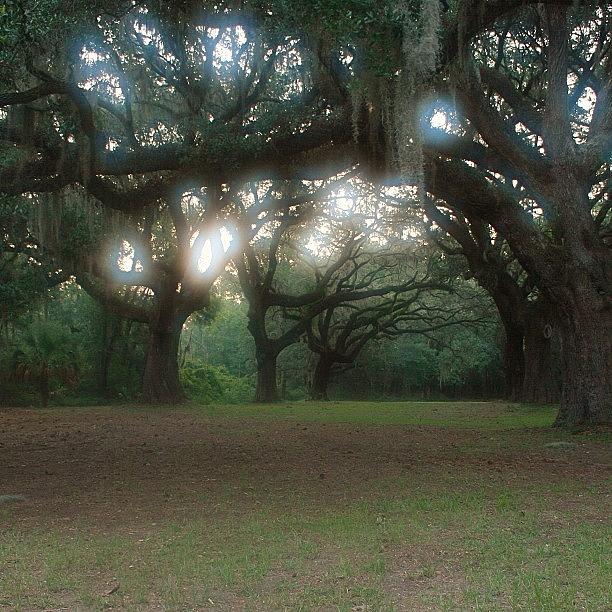 Nature Photograph - Live Oaks At Daybreak by Tony Delsignore