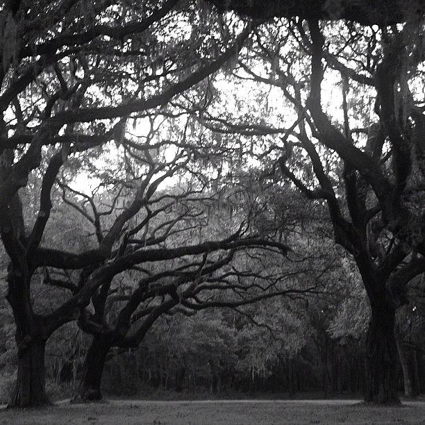 Tree Photograph - Live Oaks In Black & White by Tony Delsignore