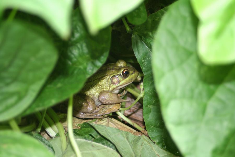 Frog Photograph - Lives With The Green Beans by Barbara S Nickerson