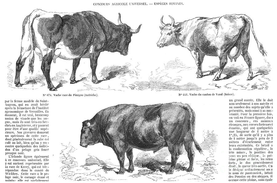 1856 Photograph - Livestock: Cattle, 1856 by Granger