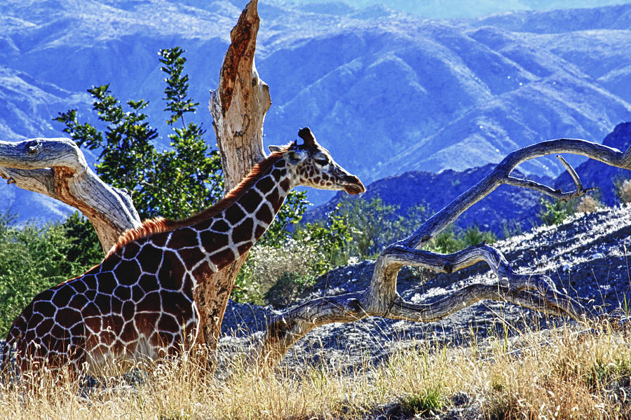 Living Desert Giraffe Photograph